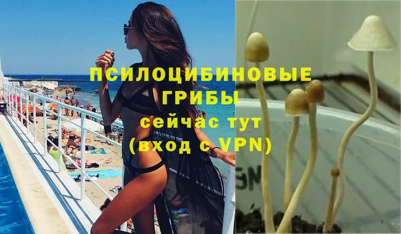 Псилоцибиновые грибы Psilocybe  Котово 